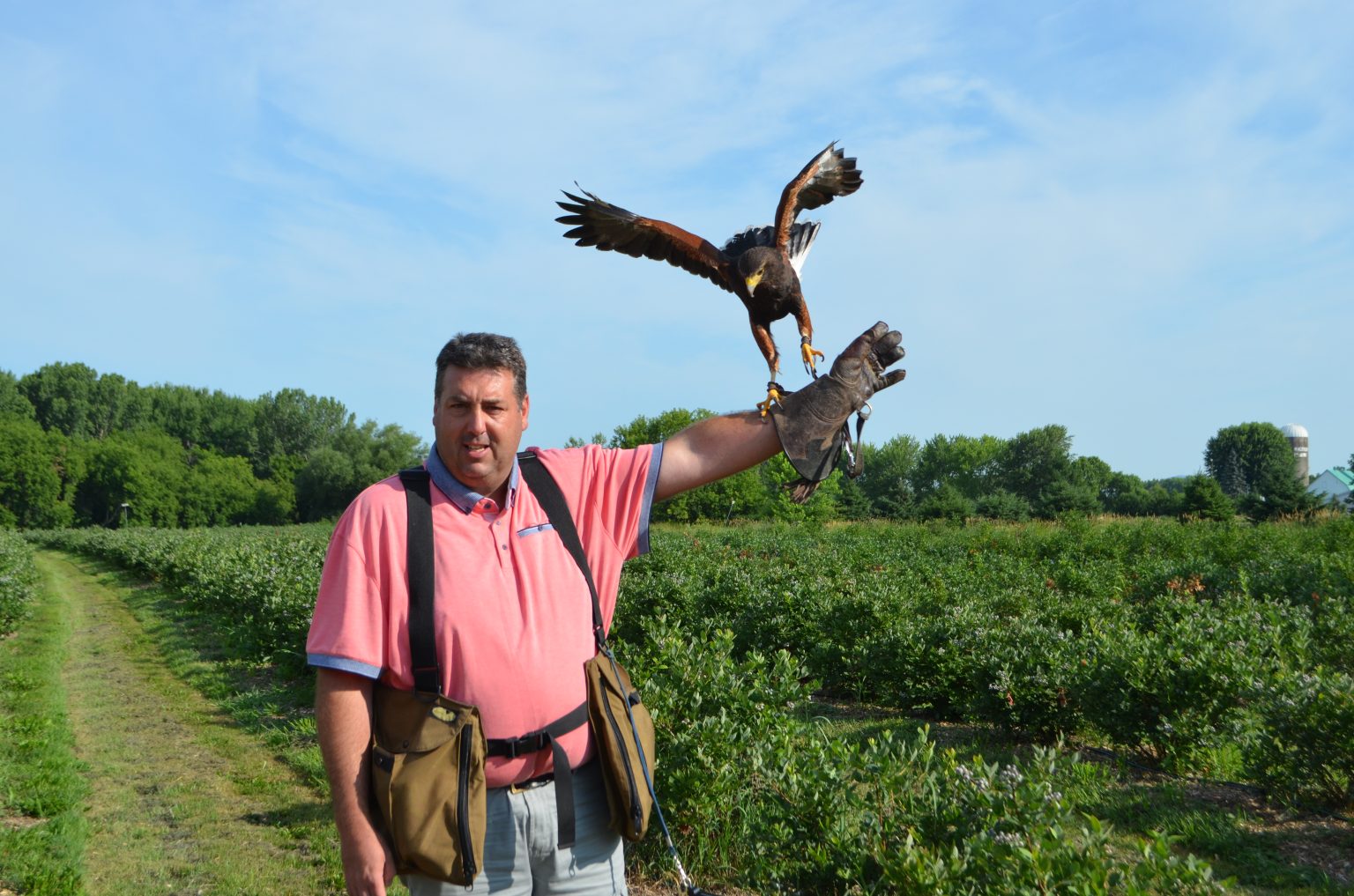 SainteBrigided'Iberville une bleuetière sous haute protection grâce