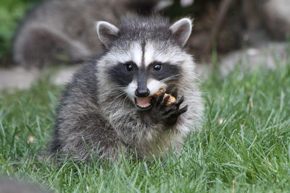 La lutte contre la rage du raton laveur continue - L’Avenir et des Rivières